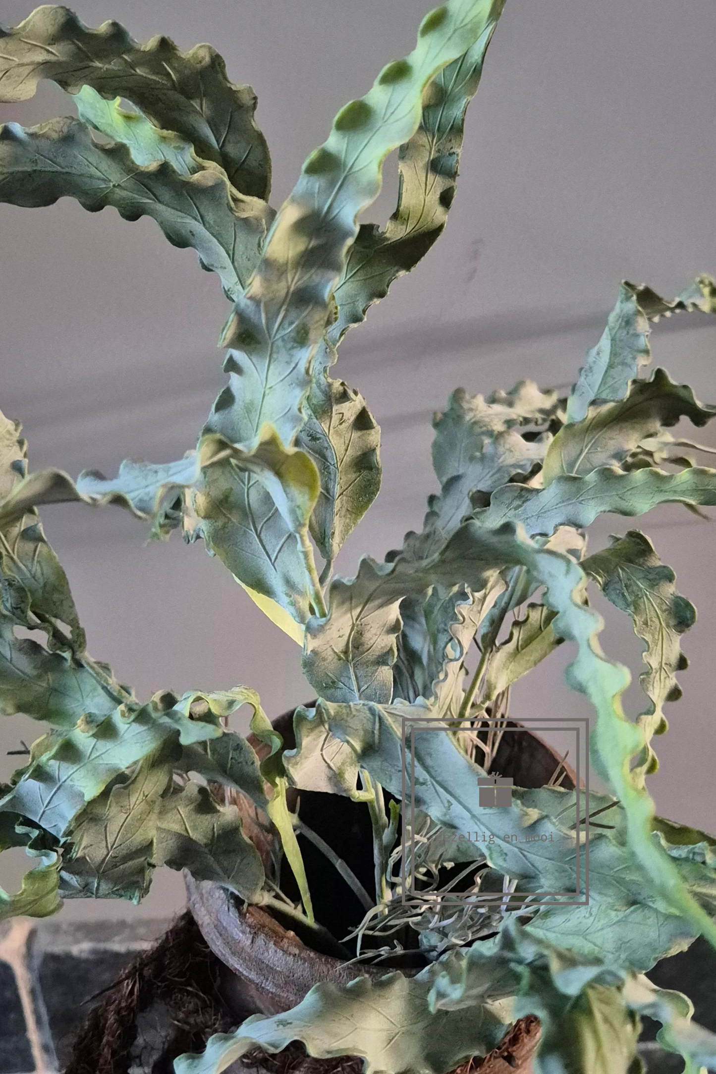 Brynxz Eucalyptus Bush 35 cm