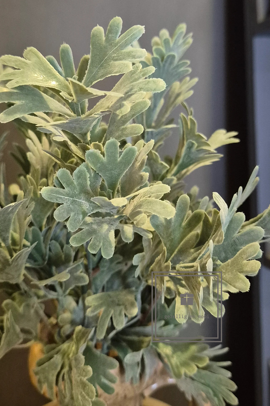 Brynxz Senecio Bush Grey 30 cm