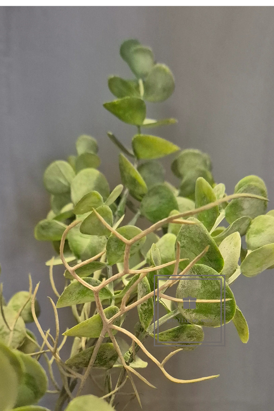 Brynxz Eucalyptush Bush Green 35 cm