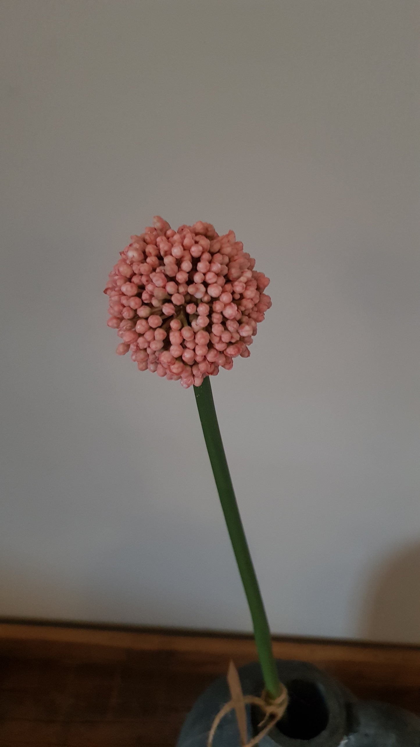 Allium roze mini - Gezellig en Mooi