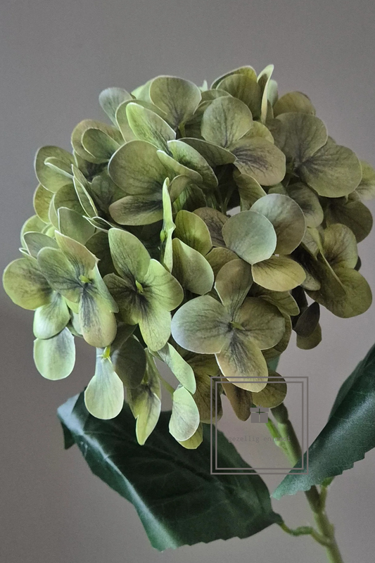 Hydrangea Macrophylla groen
