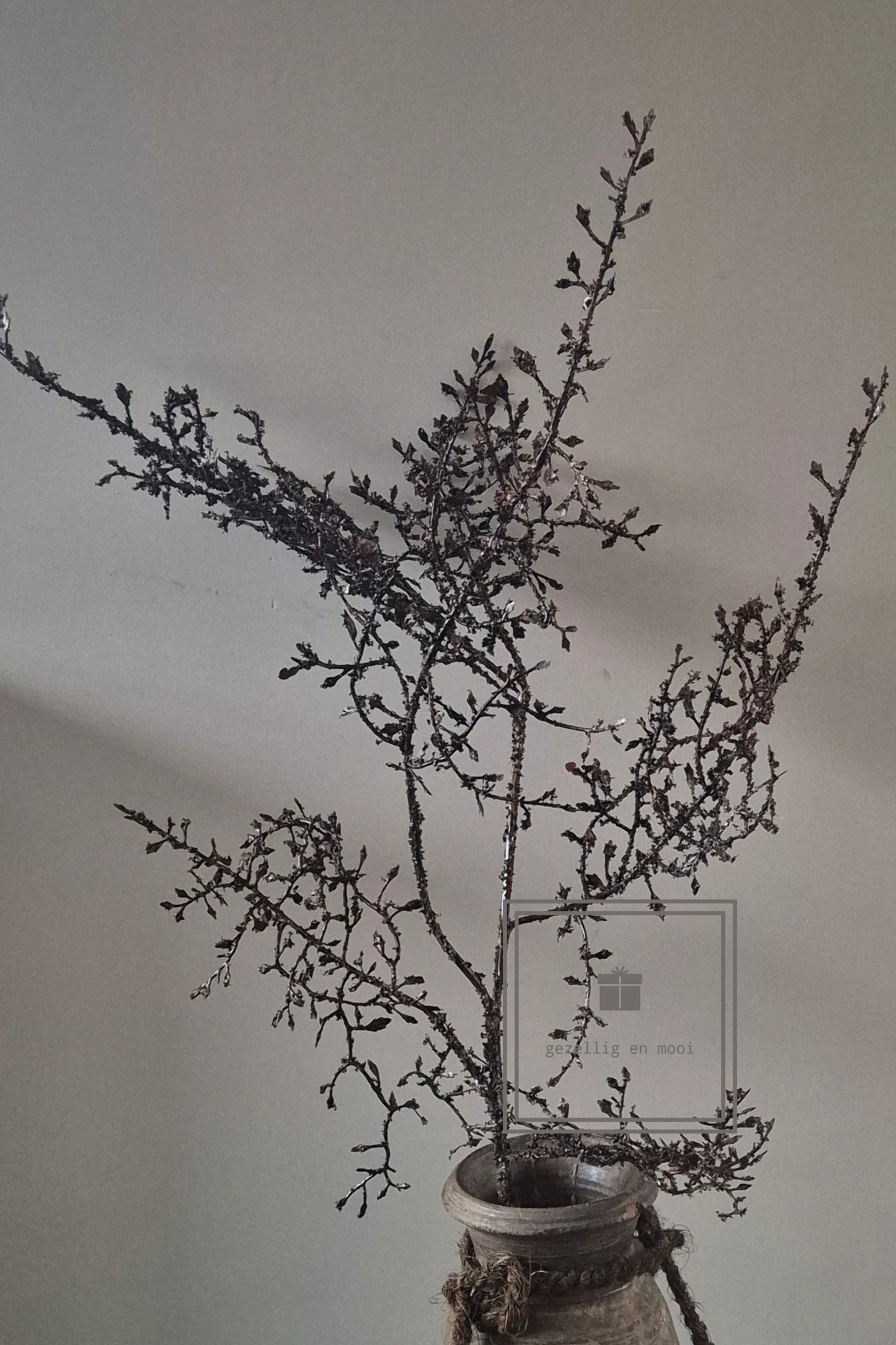 Corokia Bruin