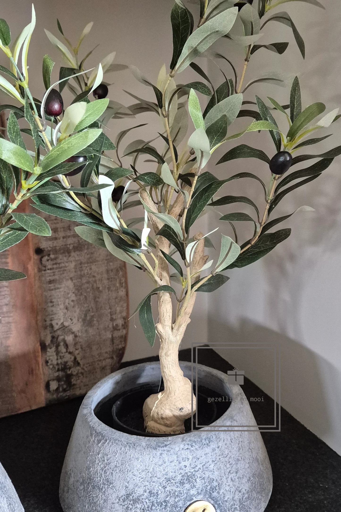 Olijfboompje in pot 50 cm