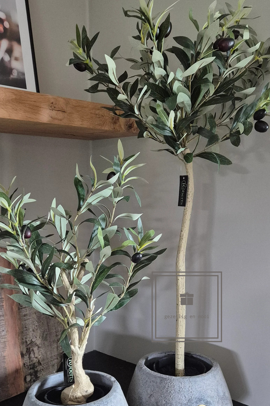 Olijfboom in pot 85 cm