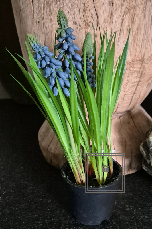 Druifjes in pot wit en blauw