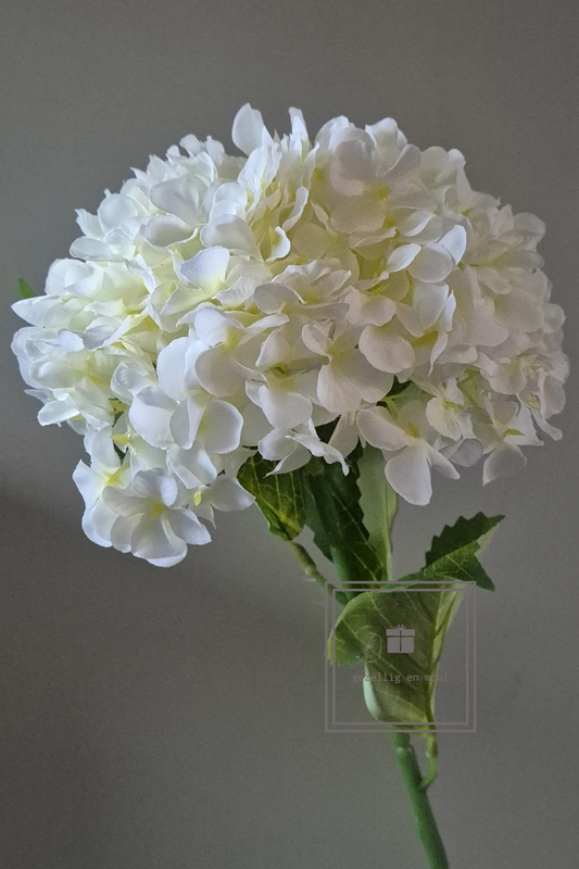 Hydrangea Aletta wit