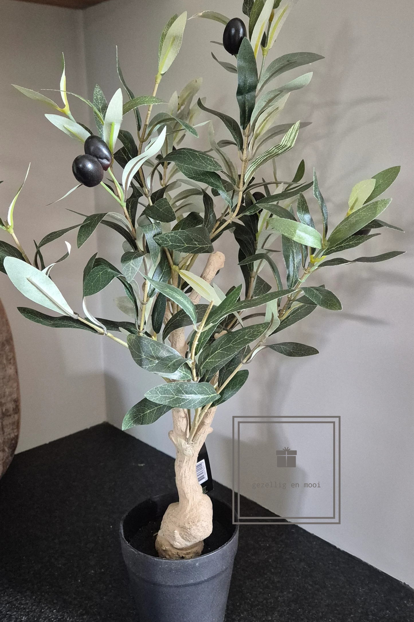 Olijfboompje in pot 50 cm
