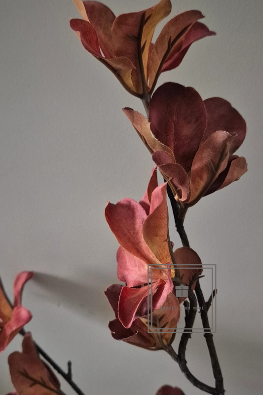 Terminalia catappa bruin