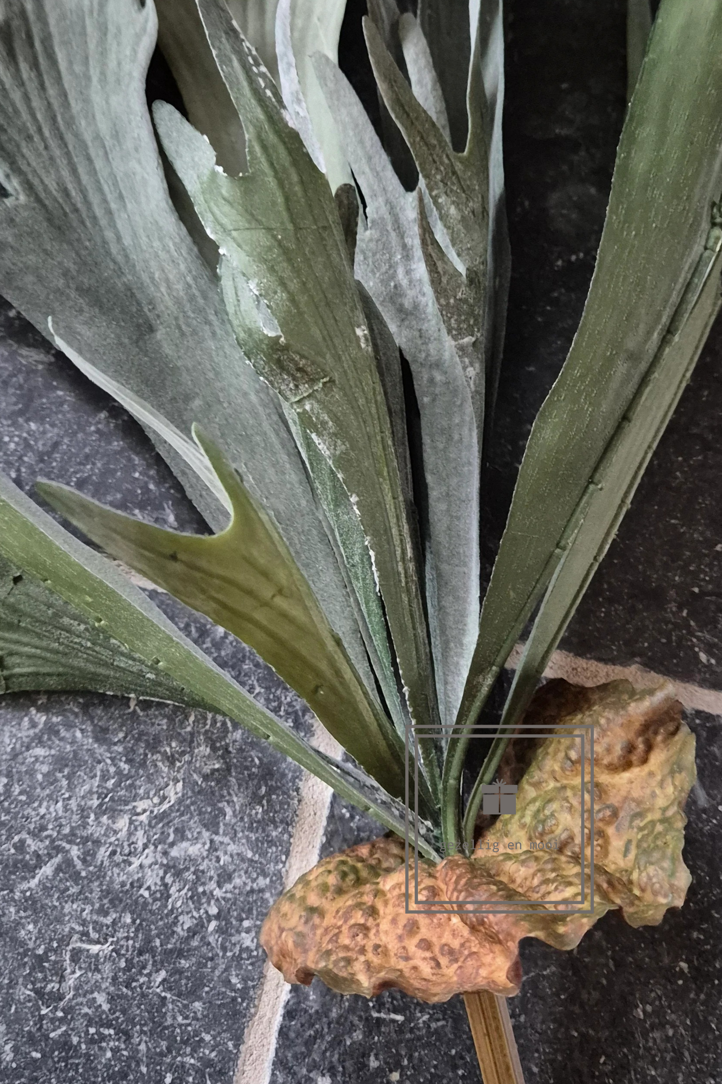 Hertshoornvaren groen