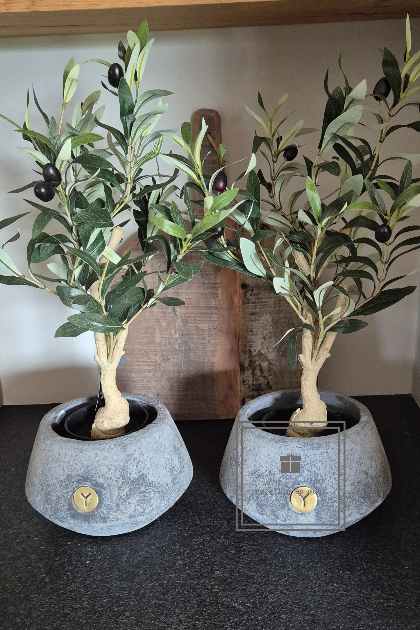 Olijfboompje in pot 50 cm