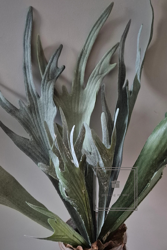 Hertshoornvaren groen