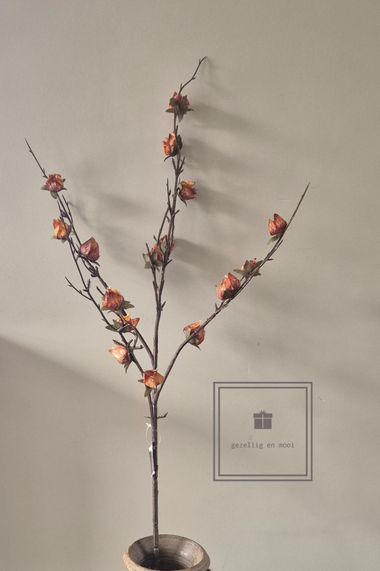 Brynxz Chaenomelus ant. brown 92 cm