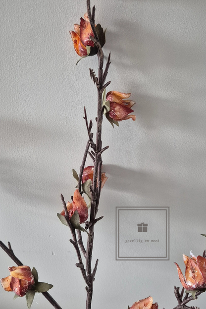 Brynxz Chaenomelus ant. brown 92 cm