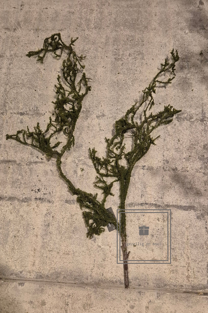 Mos tak - Gezellig en Mooi