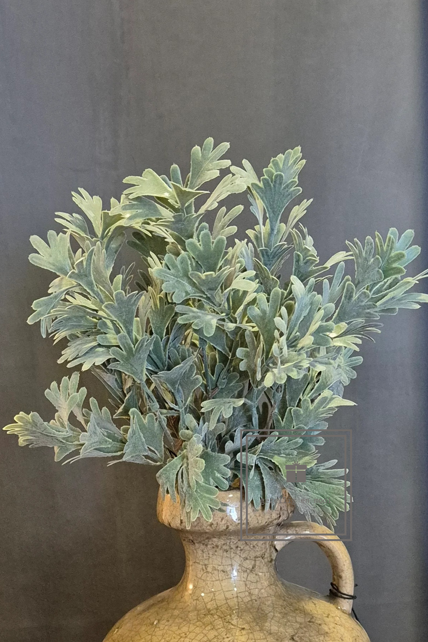 Brynxz Senecio Bush Grey  30 cm