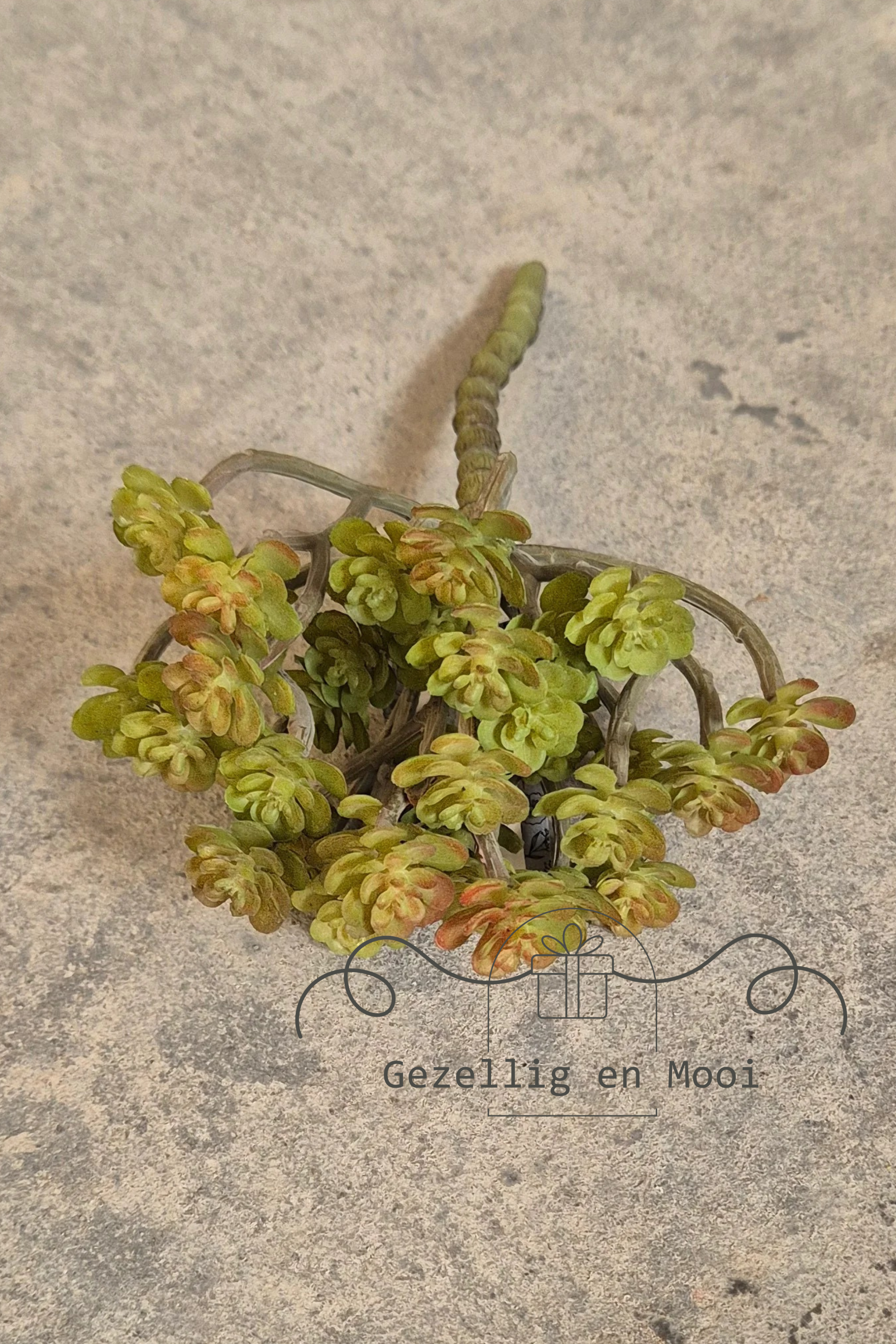 Cacta green/red - Gezellig en Mooi