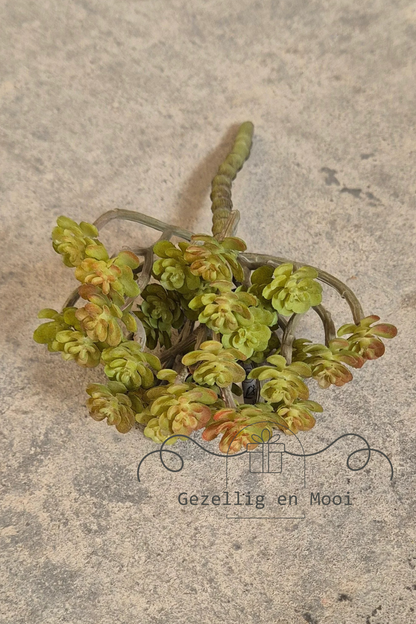 Cacta green/red - Gezellig en Mooi