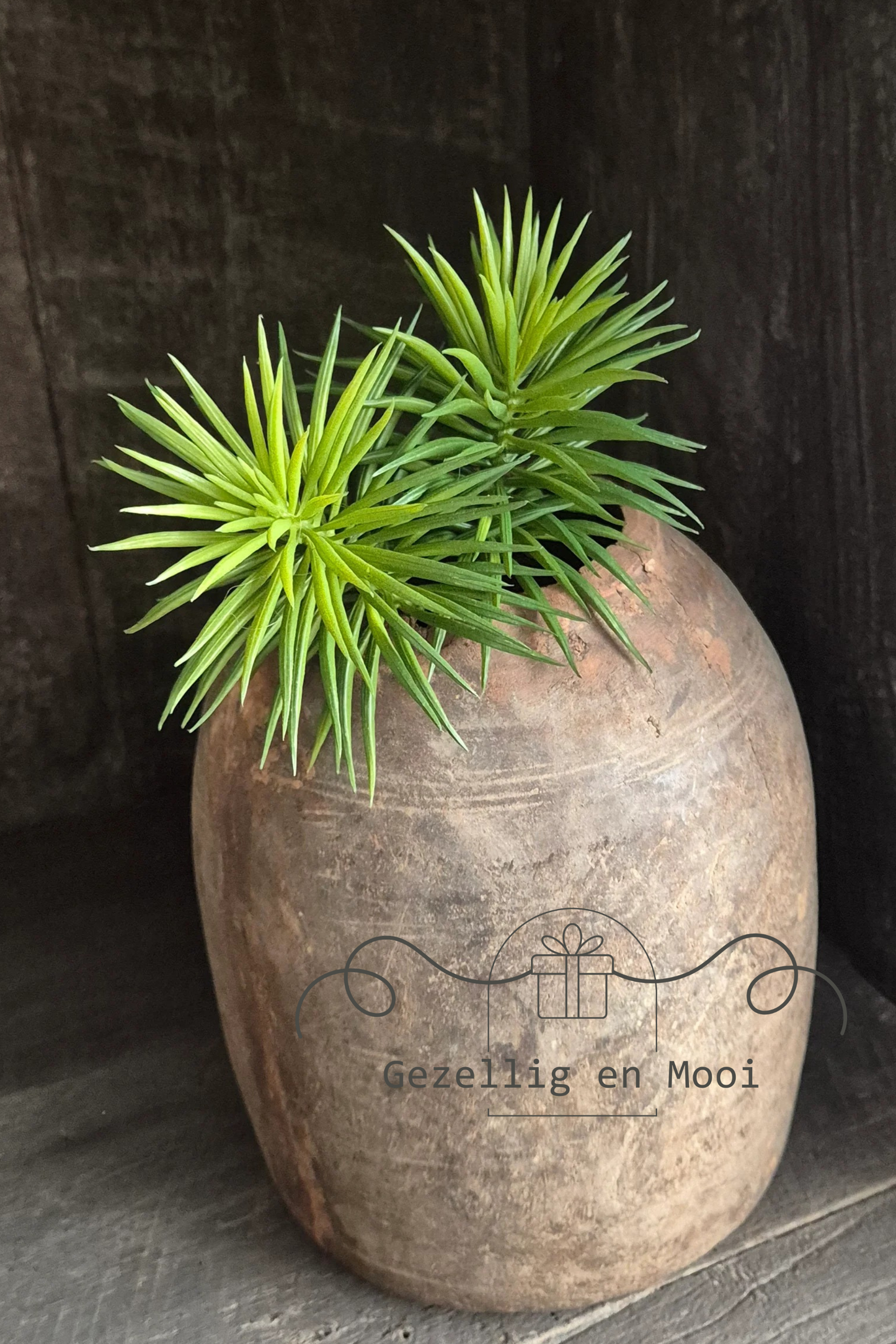 Crossostephium green - Gezellig en Mooi