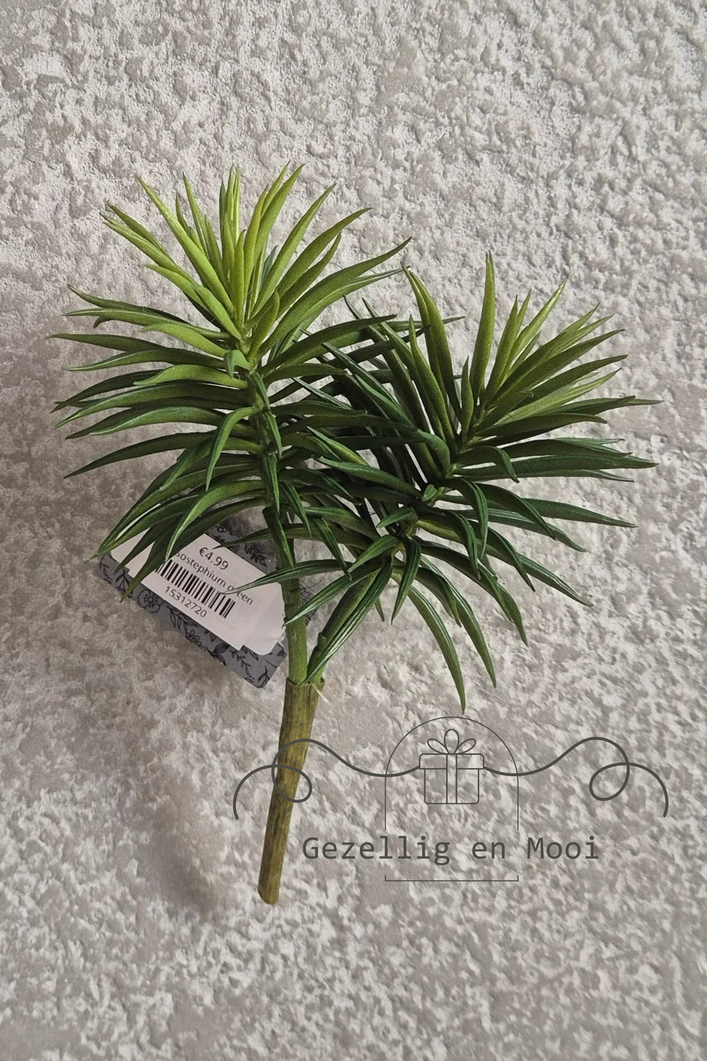 Crossostephium green - Gezellig en Mooi