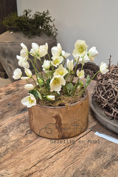 Helleborus wit 30 cm