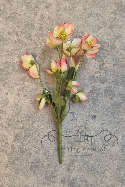 Helleborus rose 30 cm
