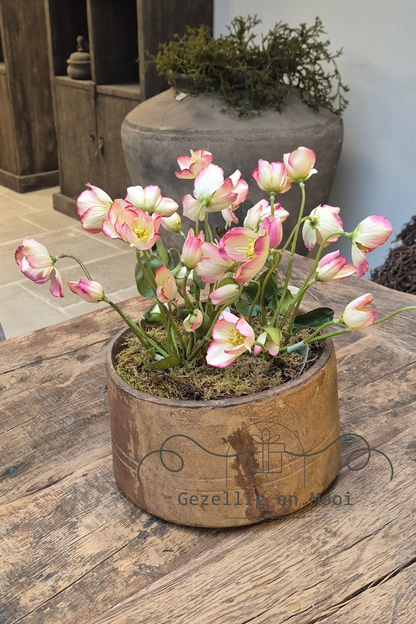 Helleborus rose 30 cm
