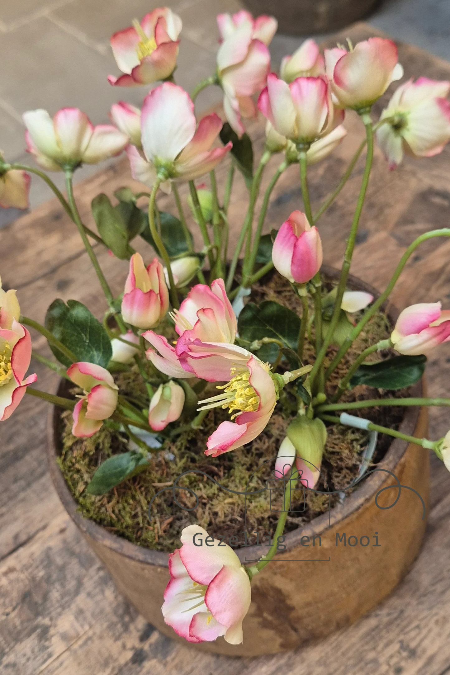 Helleborus rose 30 cm