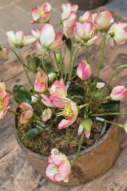 Helleborus rose 30 cm