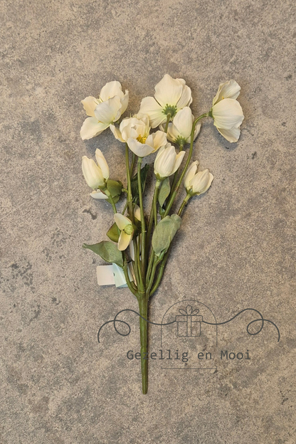 Helleborus wit 30 cm