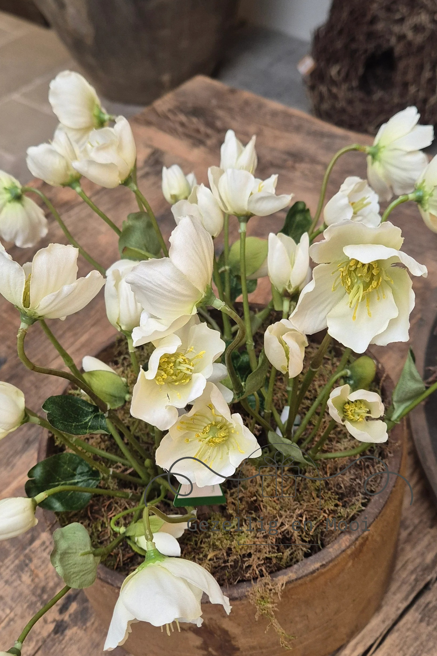 Helleborus wit 30 cm