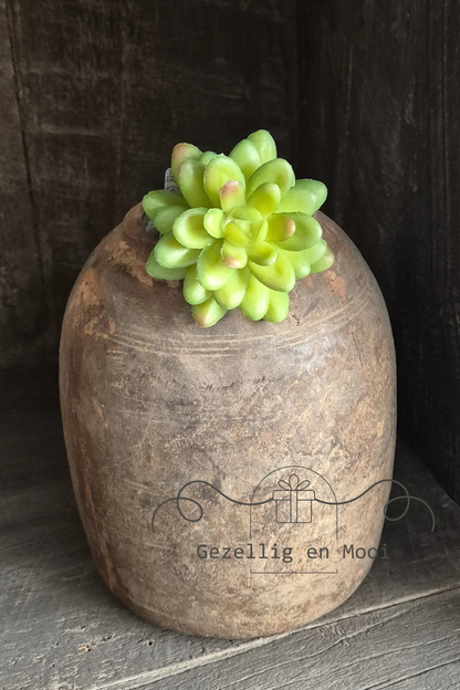 Sedum green/red - Gezellig en Mooi