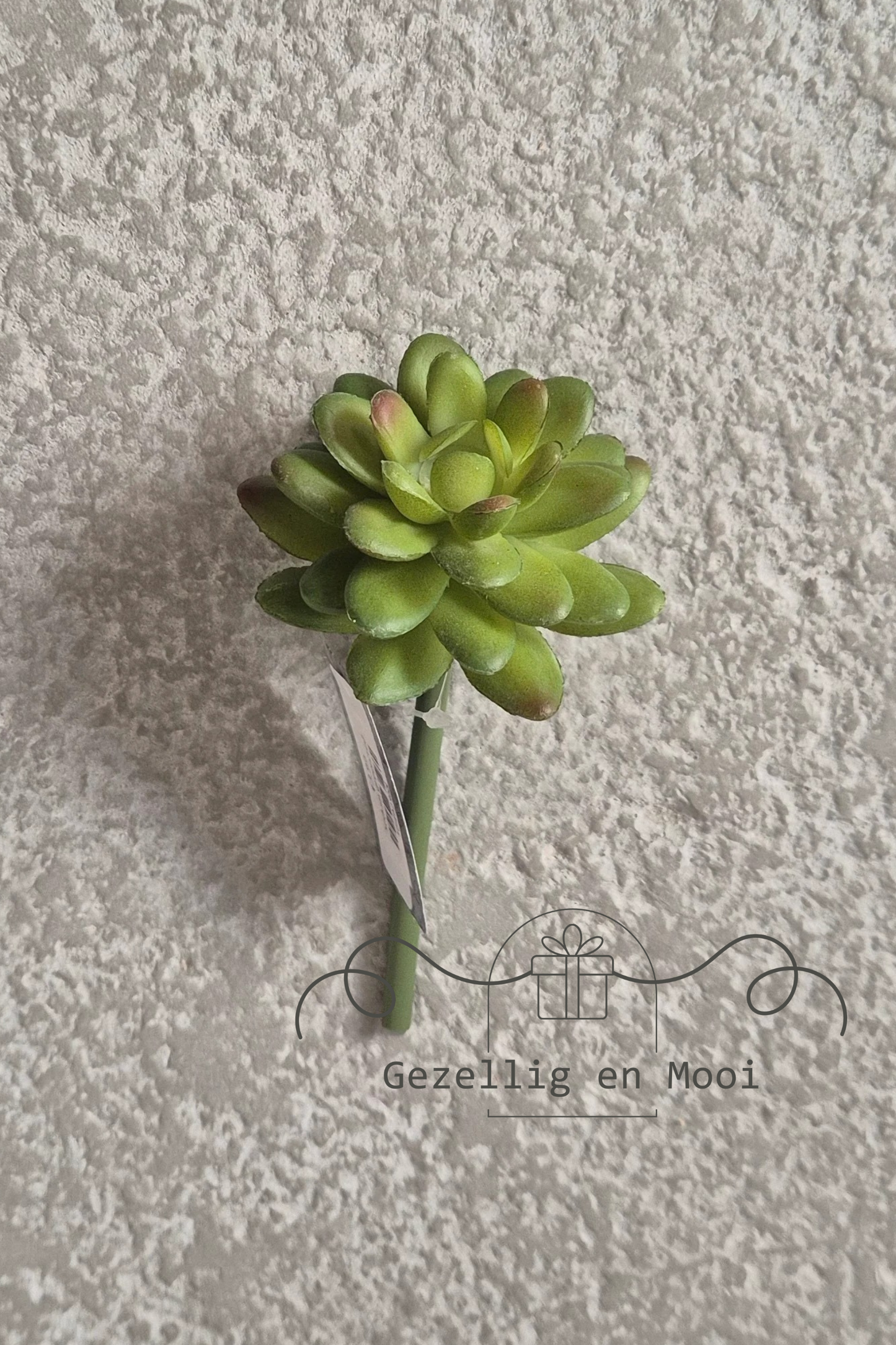 Sedum green/red - Gezellig en Mooi
