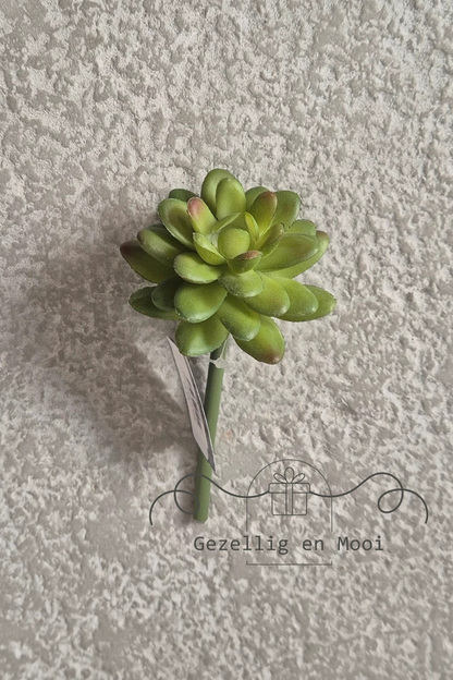 Sedum green/red - Gezellig en Mooi
