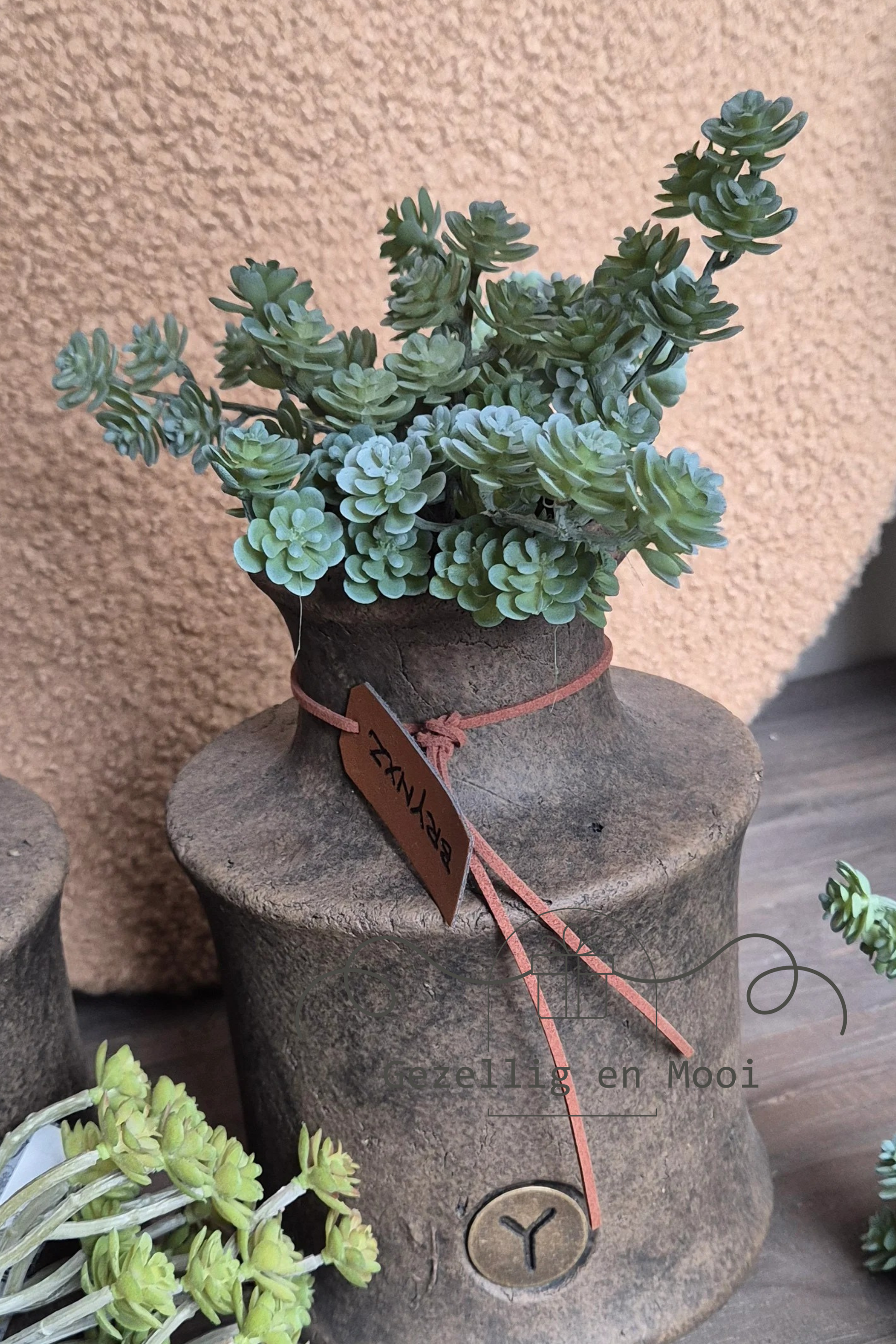 Sedum vetkruid - Gezellig en Mooi