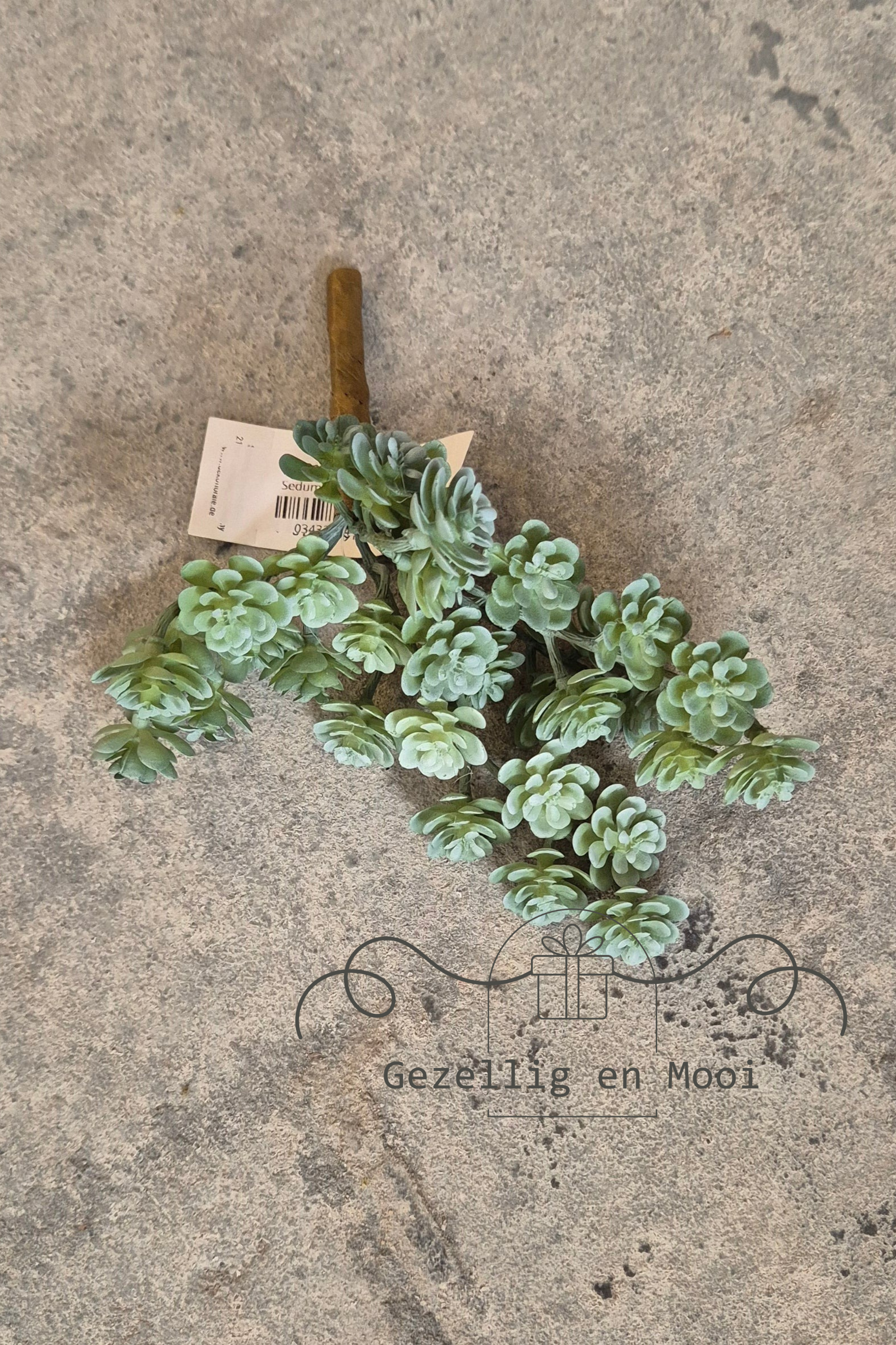 Sedum vetkruid - Gezellig en Mooi