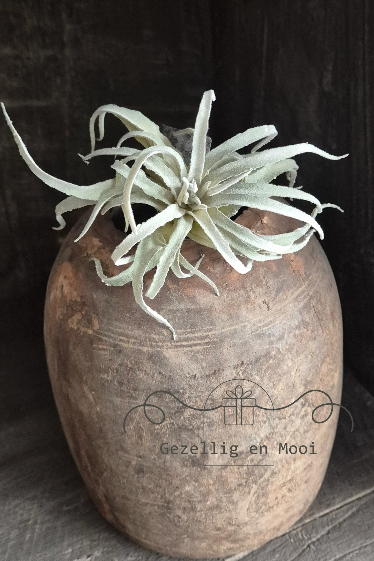 Tillandsia kunst - Gezellig en Mooi
