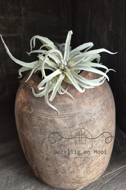 Tillandsia kunst - Gezellig en Mooi