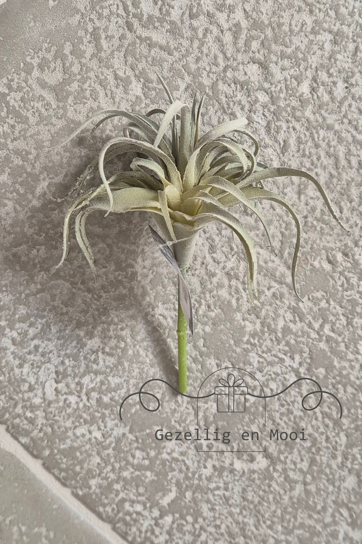 Tillandsia kunst - Gezellig en Mooi