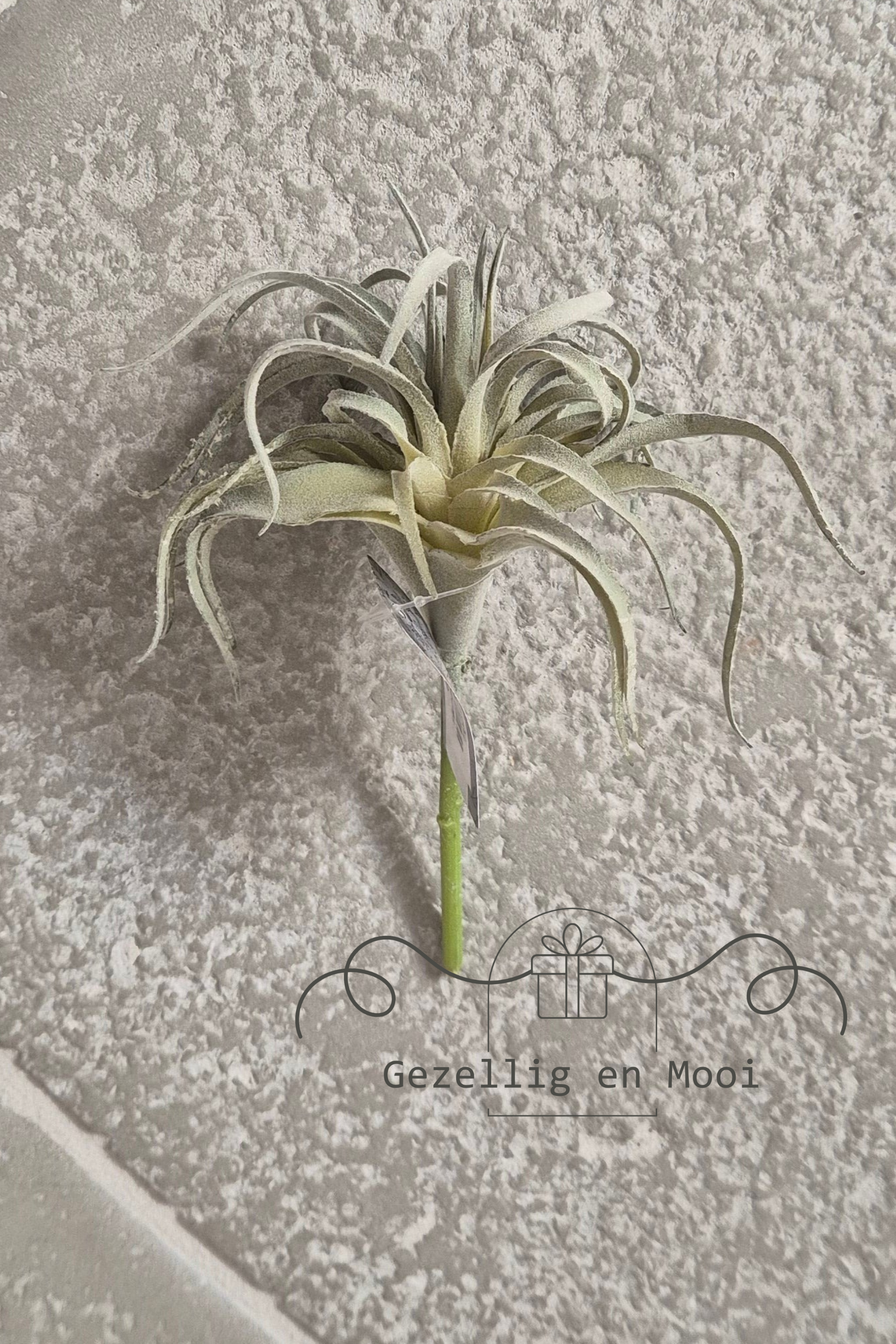 Tillandsia kunst - Gezellig en Mooi