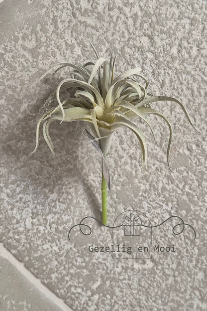 Tillandsia kunst - Gezellig en Mooi