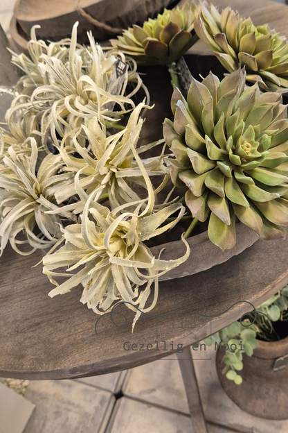 Tillandsia kunst - Gezellig en Mooi