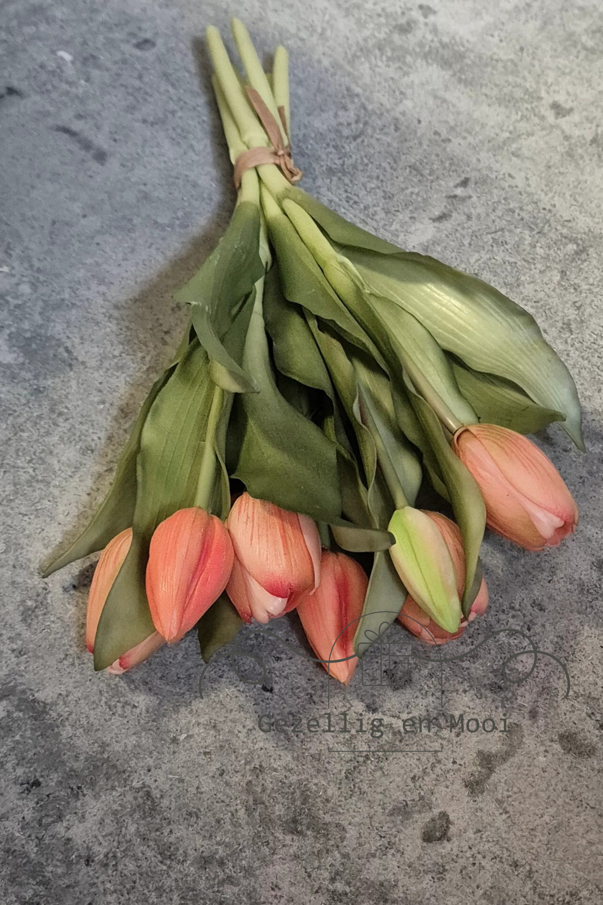 Cacta green/red - Gezellig en Mooi