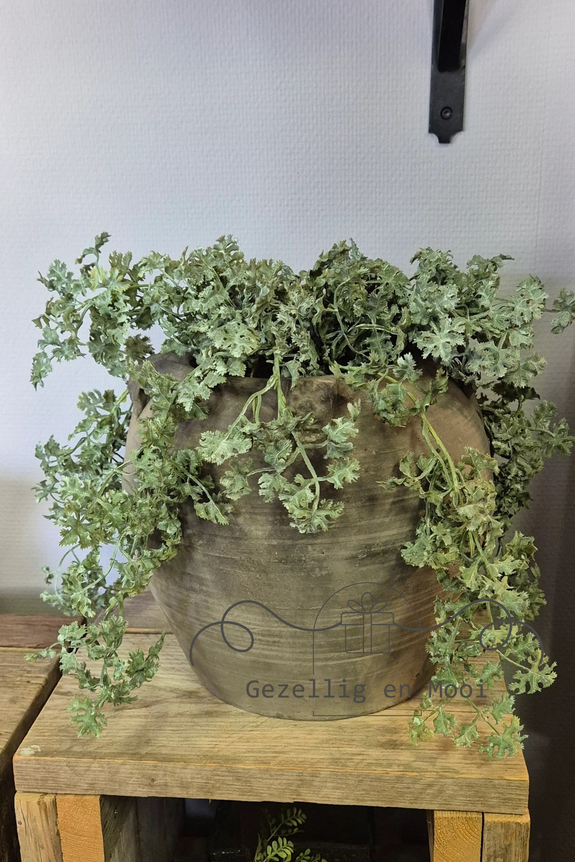 Cacta green/red - Gezellig en Mooi