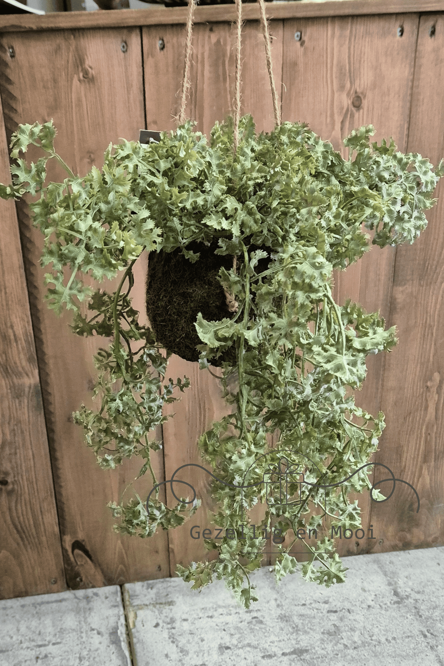 Plant Artemisia groen - Gezellig en Mooi