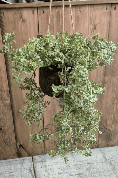 Plant Artemisia groen - Gezellig en Mooi