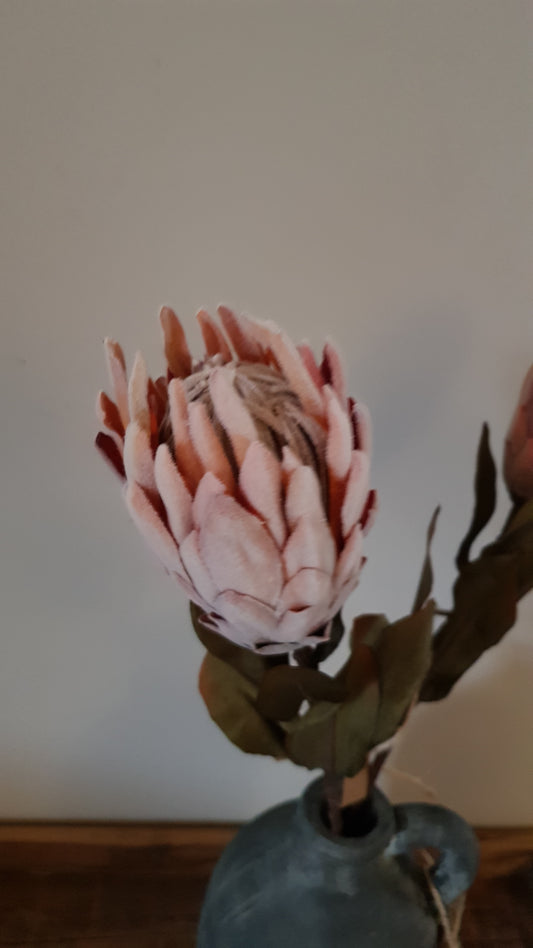 Protea roze