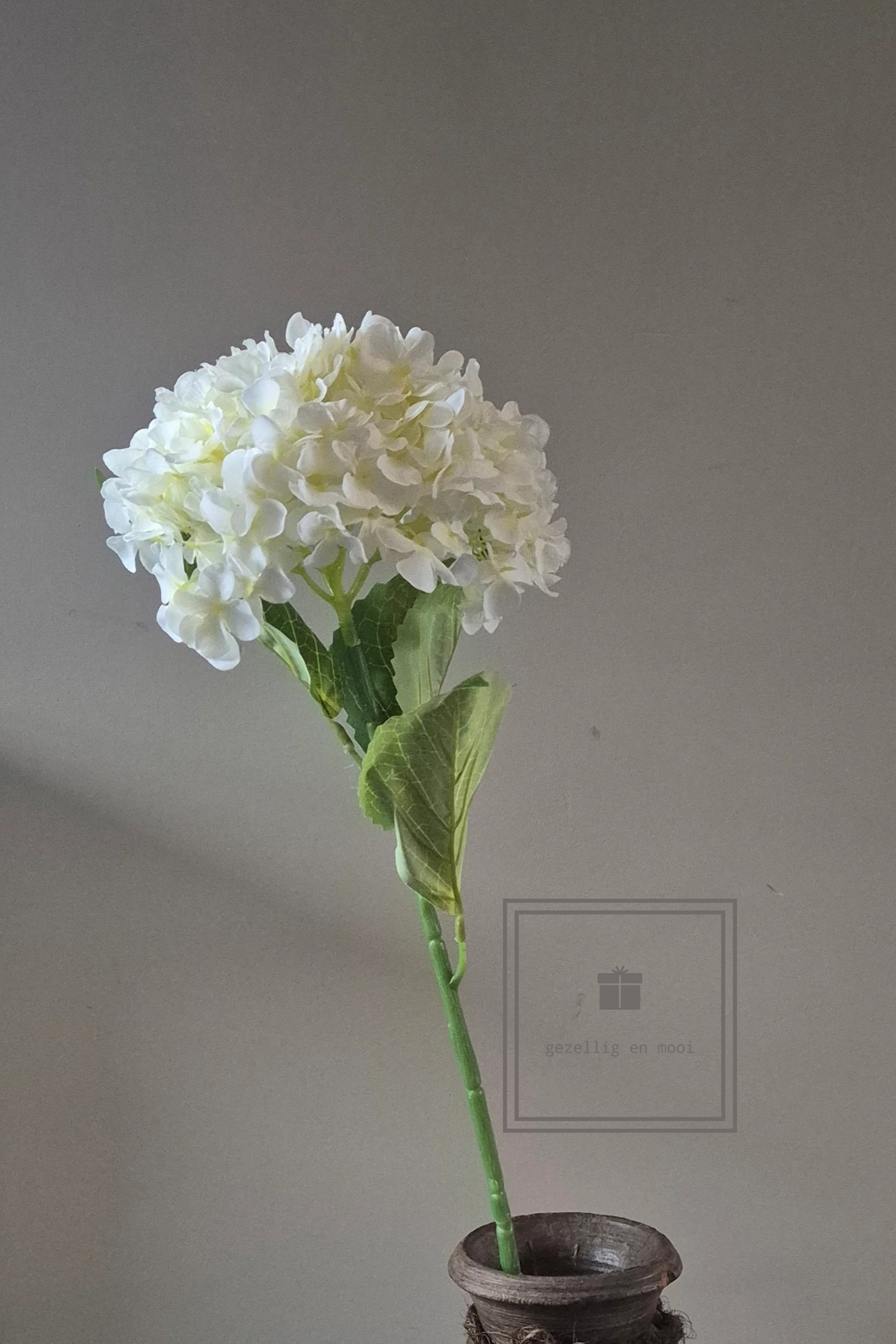 Hydrangea Aletta wit