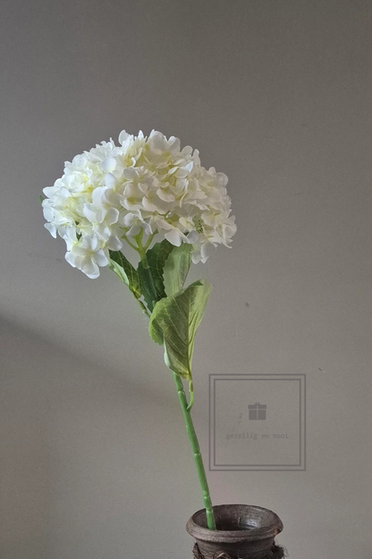 Hydrangea Aletta wit