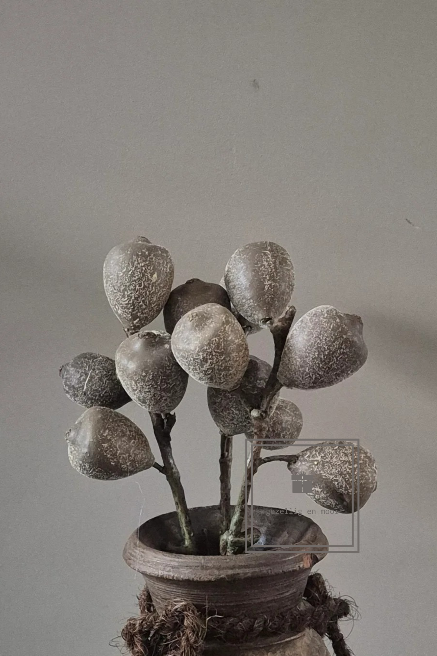 Ficus carica bruin