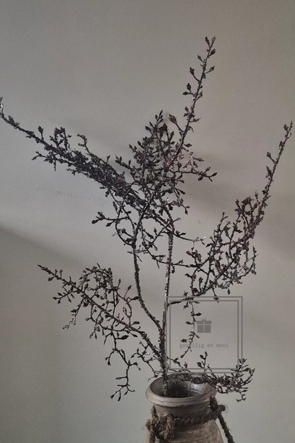 Corokia Bruin